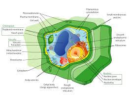 In addition to transferring molecules, the er works with the nucleus to share vital information. File Plant Cell Structure En Svg Wikimedia Commons