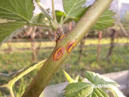 Image result for rez rzivost ostru%u017Einy