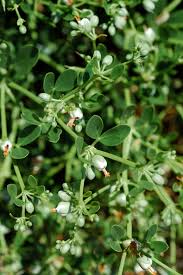 Image result for Zygophyllaceae