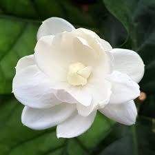 Image result for Jasminum sambac