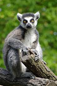Free Image On Pixabay Lemur Animal Monkey Animal World In 2021 Lemur Animals Pet Monkey