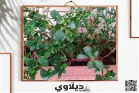 اسماء النباتات بالصور اجمل النباتات بالصور فنجان قهوة