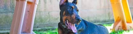 Proven doberman pinscher ownership tips on making your dog happy, healthy, and obedient. Life With A European Doberman Puppy 4 Month Update Atlas Den