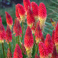 Check spelling or type a new query. 10 Perennials And Shrubs For Hot Dry Climates Proven Winners