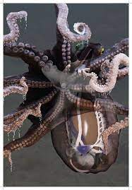 Creating An Accurate Anatomical Model Of An Octopus In 3d Make Octopus Octopus Anatomy Octopus Illustration