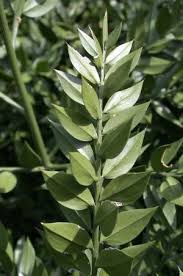 We prefer offer quality products rather than quantity. Ruscus Aculeatus Detail Under Tree Planting Trees To Plant Plant Leaves