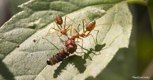 More images for kill fire ants in kitchen » Fire Ant Control When To Apply And What To Use