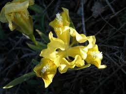 Image result for Zygotritonia atropurpurea