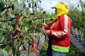 Buah seperti jambu air, jambu biji, masih mungkin untuk dibungkus buahnya. Cara Ampuh Mengatasi Busuk Buah Pada Tanaman Cabe Kampustani Com