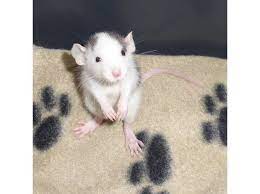 Rats - Cute Babies - Blue Black Roan Dumbo Wythall - B90 Pet Rats Baby Rats Cute Rats