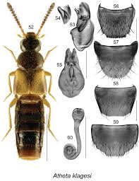 Image result for Loxodera bovonei