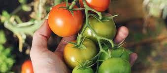 Ganz im schatten wird das wohl kaum was werden, die tomaten reifen nur schwer. Optimale Standort Fur Tomaten Sonne Halbschatten Oder Schatten Garta