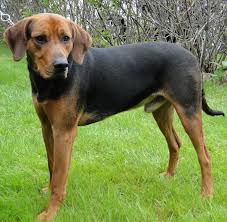 Schillerstovare Schillerstovare Schiller Hound Bracke Dog Breeds Dog Breeds Pictures Dog Breeds That Dont Shed