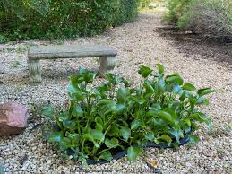 Image result for Pontederia crassipes