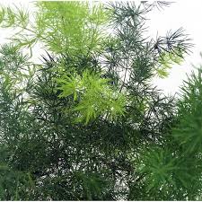 Image result for Asparagus macowanii