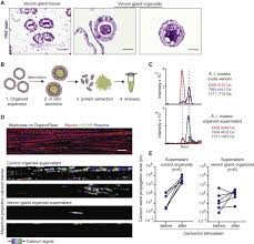 Spike detection is a necessary 1st step in the analysis of neural recordings. Snake Venom Gland Organoids Sciencedirect