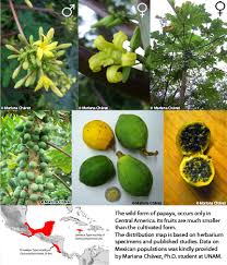 Image result for Carica papaya