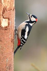 Buntspecht Woodprojects Beautiful Birds Wild Birds Animals