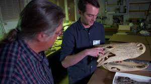 Ants are eusocial insects of the family formicidae and, along with the related wasps and bees, belong to the order hymenoptera. French Connection Films Le Mystere Des Geants