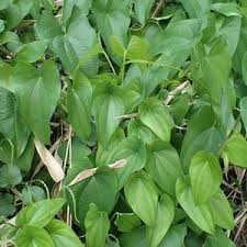 Image result for Dioscorea cochleari-apiculata