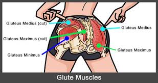The gluteus maximus is the largest and most superficial of the three gluteal muscles. Hip Thrusts Glute Bridges How To Do Them 20 Variations