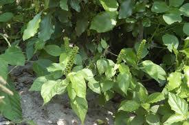 Image result for Bridelia atroviridis