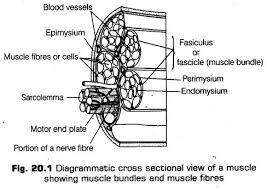 Smooth muscle structure, contraction, and relationships. Locomotion And Movement Class 11 Notes Biology Chapter 20 Cbse Tuts