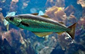 Last updated may 31, 2021. Pollock Description Of The Fish Health Benefits And Harms