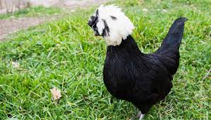 Last on our list of white chicken breeds is the white australorp, which originated in australia. 15 Most Popular Ornamental Chicken Breeds The Happy Chicken Coop