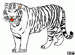 Facilement reconnaissable grâce à sa fourrure rousse rayée de noir, le tigre est le. 115 Dessins De Coloriage Tigre A Imprimer