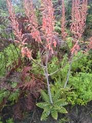 Image result for Platylepis glandulosa