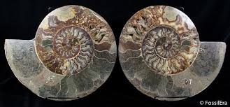 Gemma jones, james mcardle, alec secăreanu, and fiona shaw also star. Massive 12 Inch Wide Ammonite With Stands Ammonite Fossils Fossil