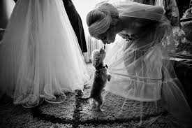 Wedding photographer france, william lambelet. 25 Animals That Were The Star Of The Wedding Bored Panda