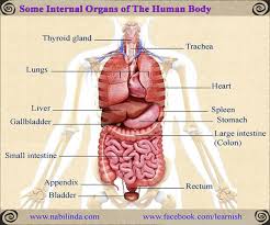 Picture Of Organs In The Human Body Empty Human Body Outline
