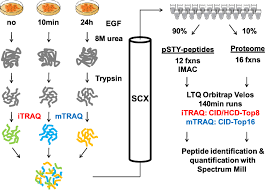 The isobaric tags for relative and absolute quantification or itraq method is a popular quantitation method based on the. Figure 2 From Itraq Labeling Is Superior To Mtraq For Quantitative Global Proteomics And Phosphoproteomics Semantic Scholar