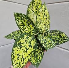 Image result for beautiful dieffenbachia