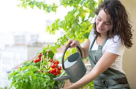 Jetzt stöbern, preise vergleichen und online bestellen! Balkongemuse Pflanzen Eigener Garten Auf Dem Balkon