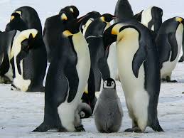 Den derzeitigen bestand gibt die studie mit 1,6 millionen brutpaaren an. Kaiserpinguin Penguin Lovers