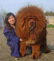 The tibetan mastiff breed was first introduced to the western world in 1847, when a tibetan mastiff was brought to england and entered into the kennel club's first stud book. 37 Tibetan Mastiffs Ideas Tibetan Mastiff Mastiffs Most Expensive Dog