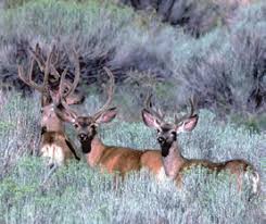 Image result for Little Catnip Spring - Sheldon Refuge Winnemucca NV