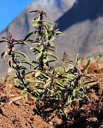 Image result for Satureja