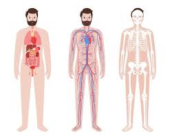 The upper arm or brachium, which is the region according to healthline, the human arm is composed of three bones, divided amongst tw. Free Vector Realistic Human Skeletal System Infographics