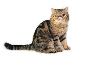 Hasil gambar untuk XOYIC SHORTHAIR