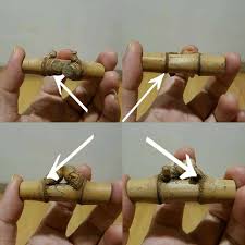 Listen to bertemu ruas by amuk on deezer. Bambu Petuk Bertemu Ruas Permata Warisan Pahlawan Facebook