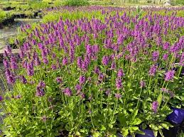 Image result for Stachys