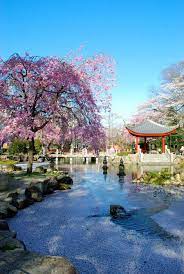 Japanese Cherry Blossoms Cherry Blossom Japan Japanese Garden Japan Cherry Blossom