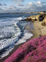 Maybe you would like to learn more about one of these? Usa California La Jolla Flowers Along The Pacific Coast Photographic Print Christopher Talbot Frank Art Com
