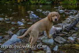 Americanlisted has classifieds in idaho falls, idaho for dogs and cats. Beautiful North Idaho Forest And Our Golden Retriever Puppy Nova Awwww We Live A Lot