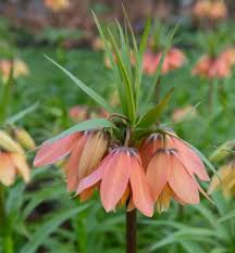 Image result for Gardenia imperialis