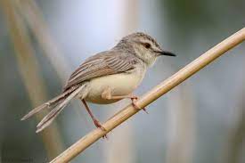 Mengenal Lima Jenis Burung Ciblek Download Suara Aslinya Untuk Memancing Bunyi Om Kicau